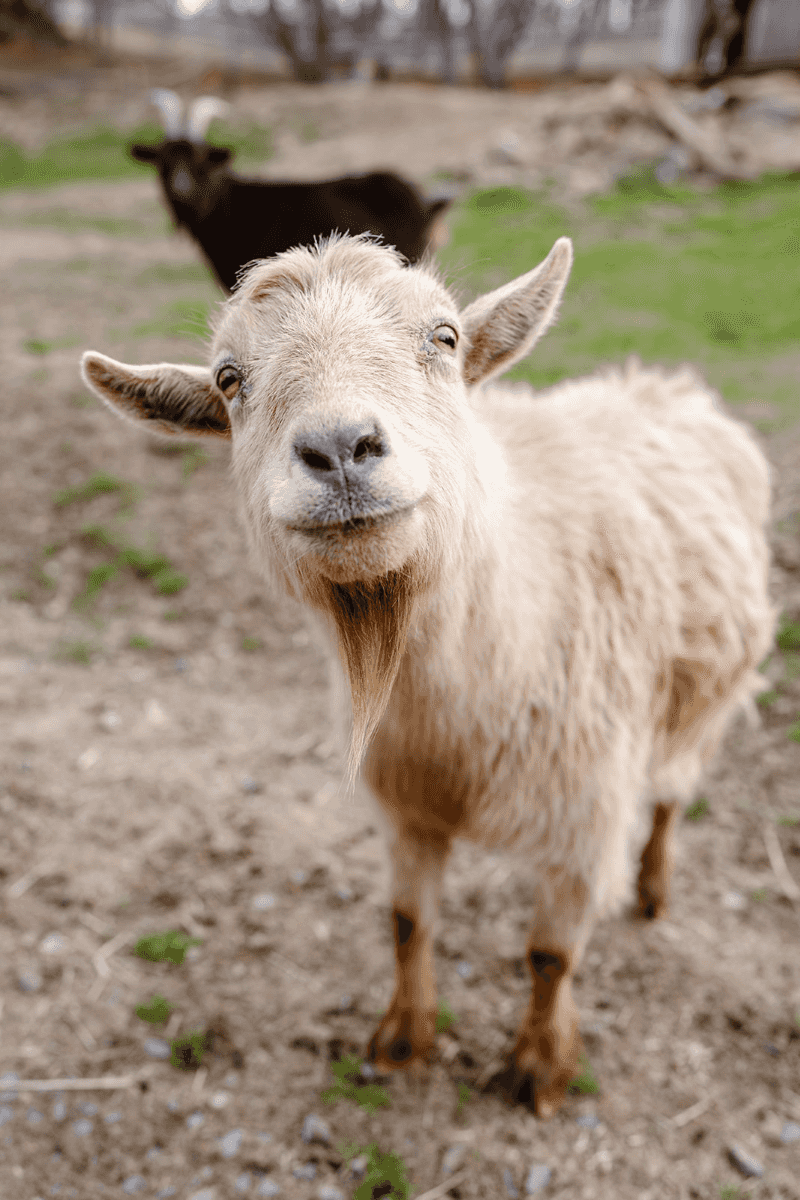 Meet The Rescued Animals Who Finally Found A Safe Home