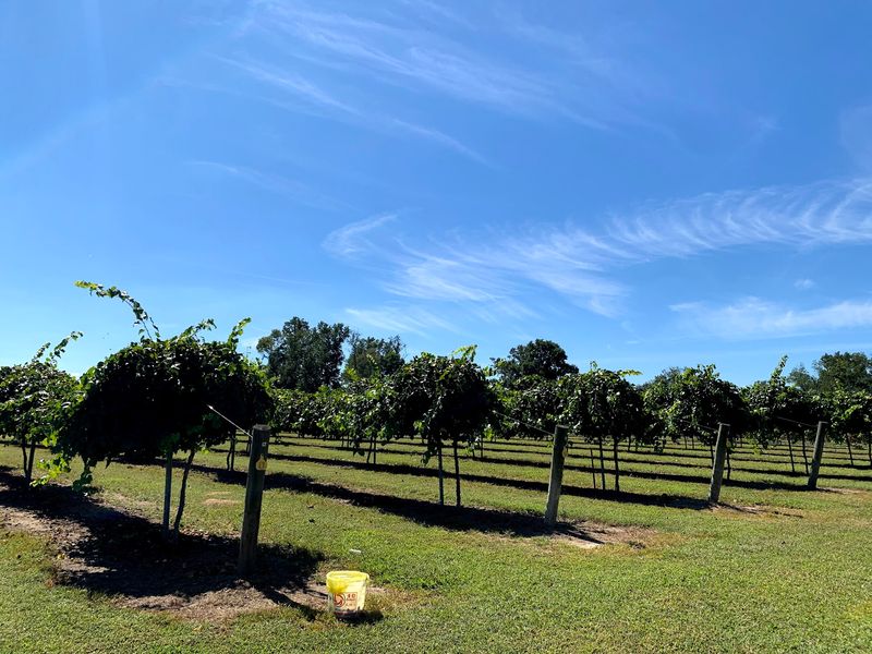 This 2-Acre North Carolina U-Pick Vineyard Is Loaded With 4 Kinds Of Muscadine Grapes - Decor Hint Roam Two Acres Of Vines And Pick Your Own Muscadines