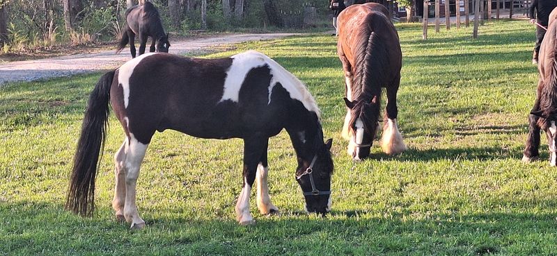 The Two-Hour Trail Ride That Earns Its Price Tag