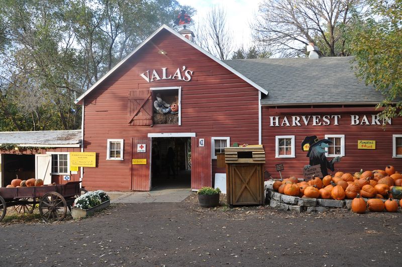A Farm That Outgrew Itself