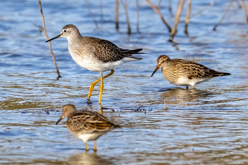 Scan The Reservoir For Migrating Waterfowl And Shorebirds
