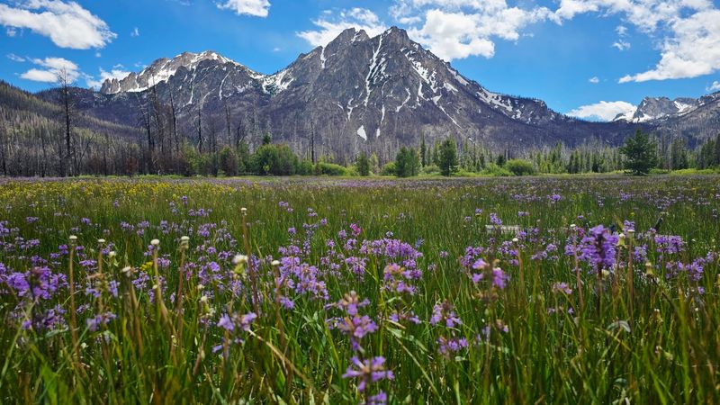 Follow The Trail Into Wildflower Meadows Beneath McGown Peak
