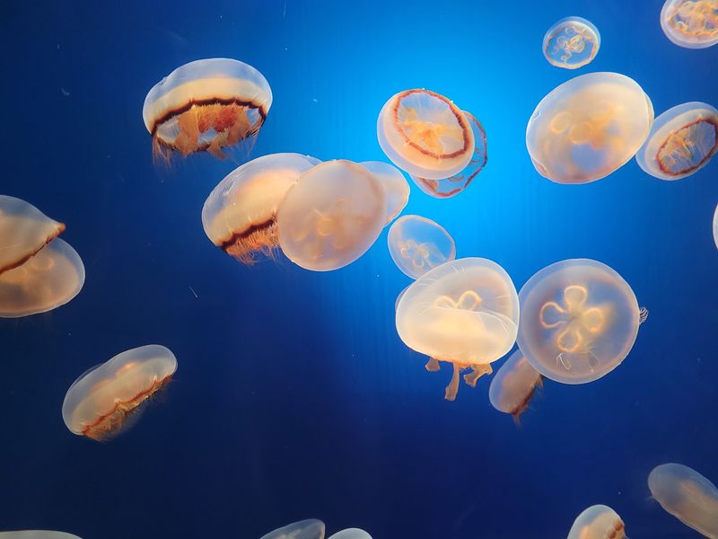 Step Into The Aquarium's Biggest Jelly Exhibit Yet