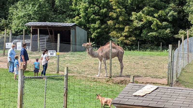 This Connecticut Animal Farm Lets You Feed Exotic Animals And Meet Everything From Zebras To Kangaroos - Decor Hint The Farm Has Been Caring For Animals Since 1982