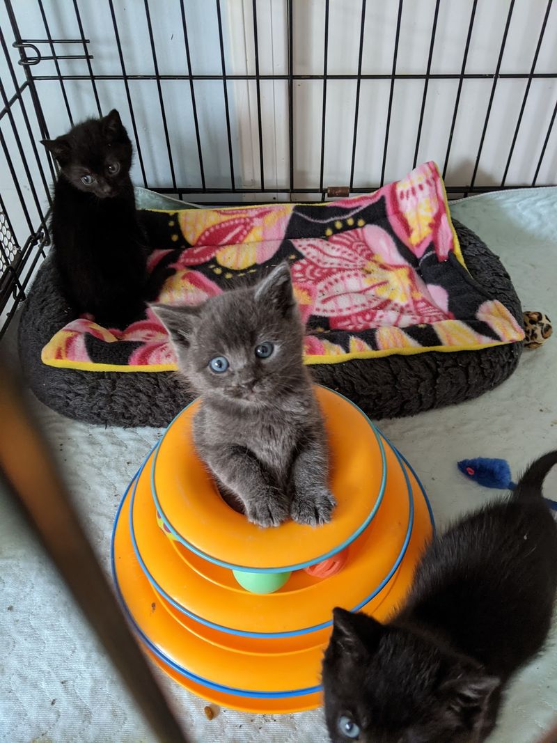 Rescue Cats At The Heart Of Everything