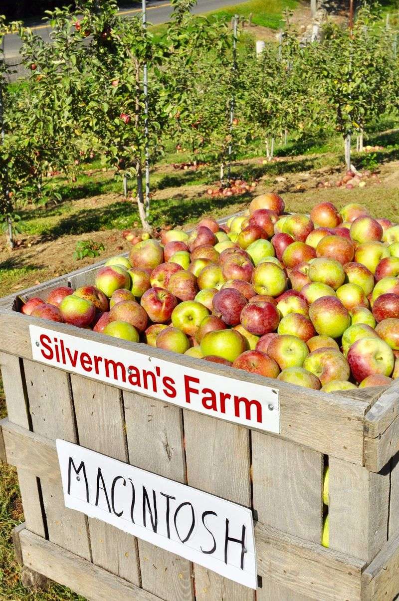 Orchard Days With Plenty Beyond The Apples
