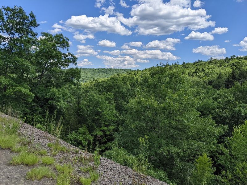 This Huge Forest Spreads Across Several Towns