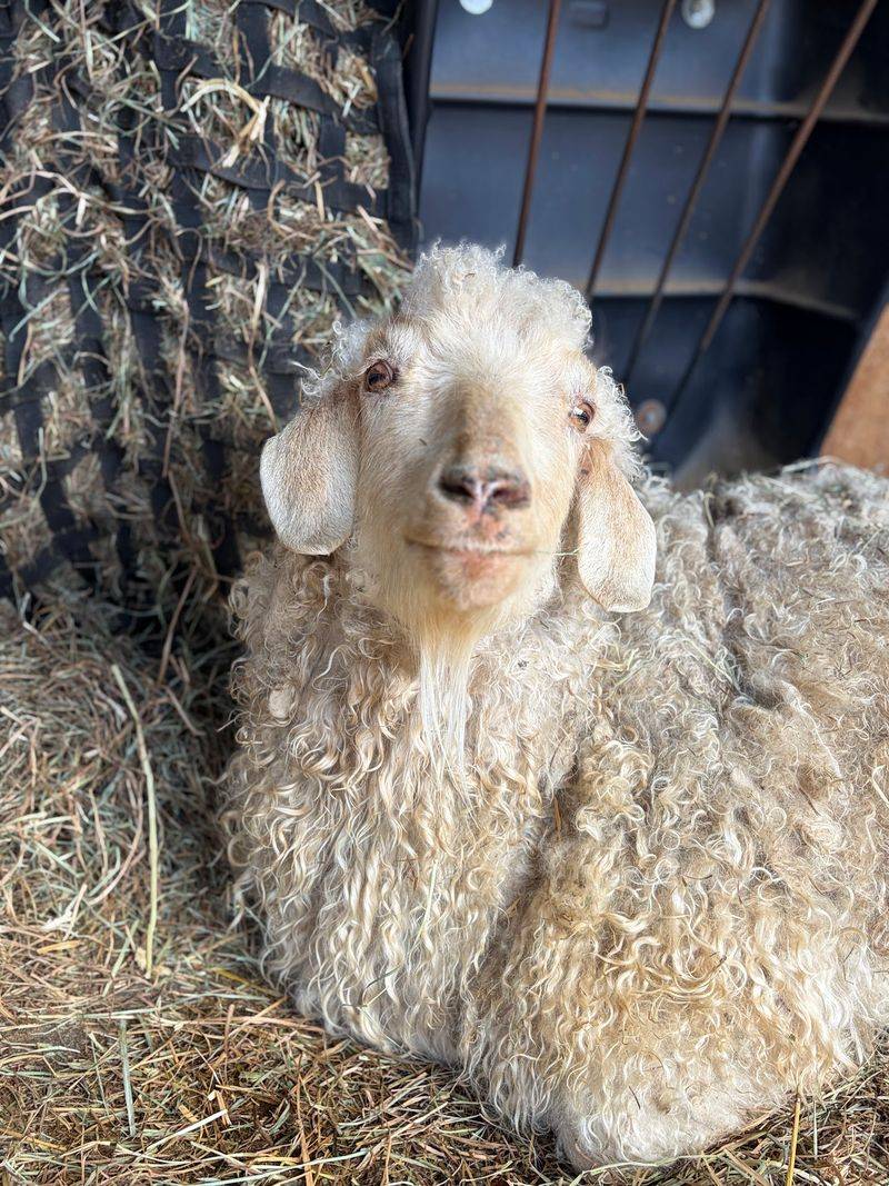 This Connecticut Sanctuary Gives More Than 250 Rescued Animals A Safe Place To Live - Decor Hint Hundreds Of Rescued Animals Now Call This Farm Home