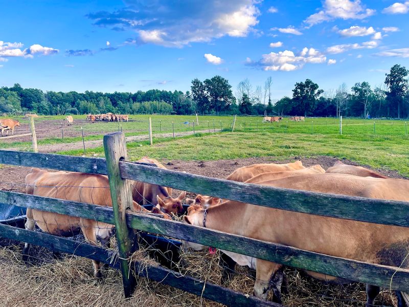 This Working Dairy Farm Makes The Creamery Feel Extra Special