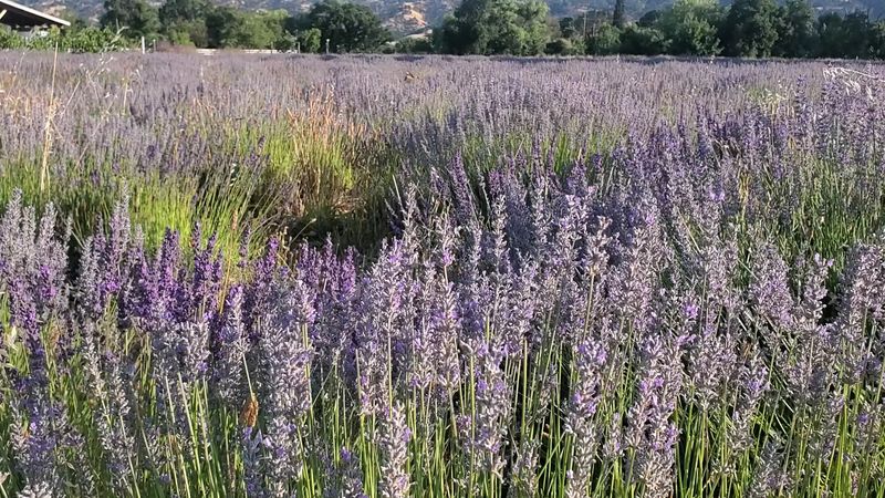 Walk Through Five Acres Of Fragrant Lavender Fields