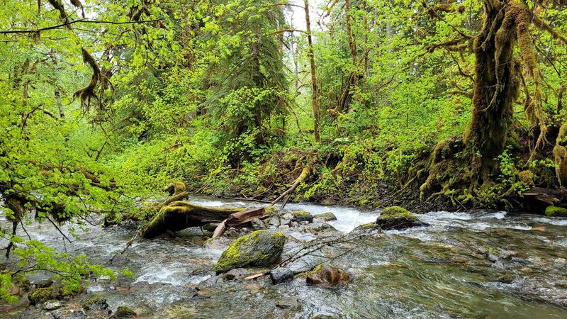 Emerald Welcome Under Ancient Firs