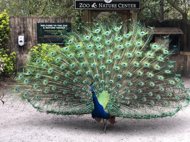 Peacocks Rule These Paths