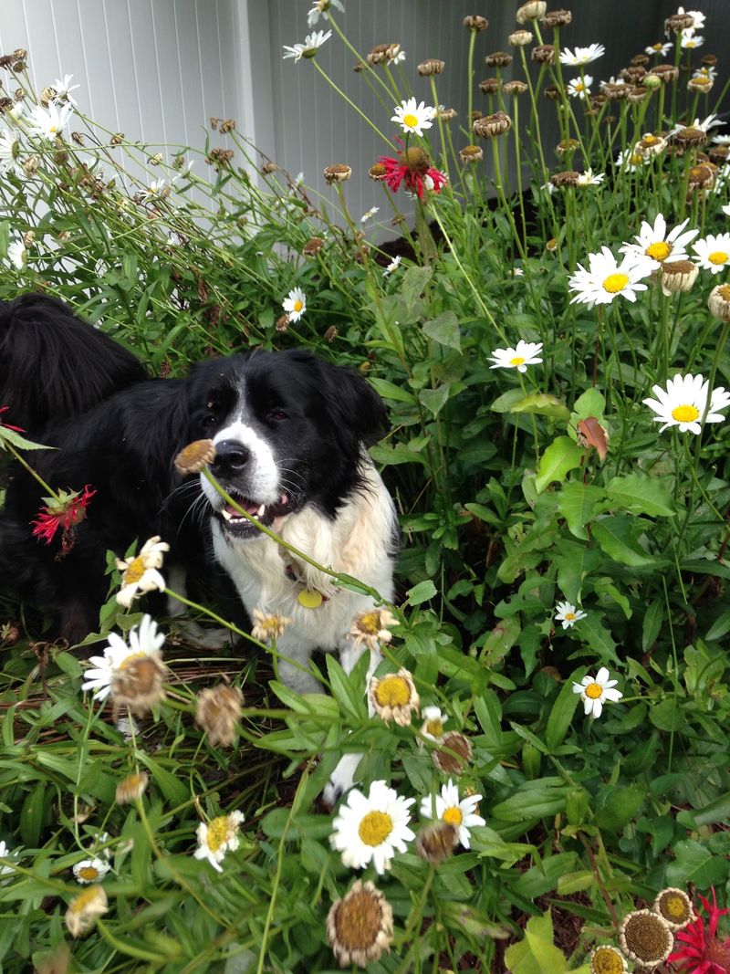 A Farmhouse With Wagging Welcome