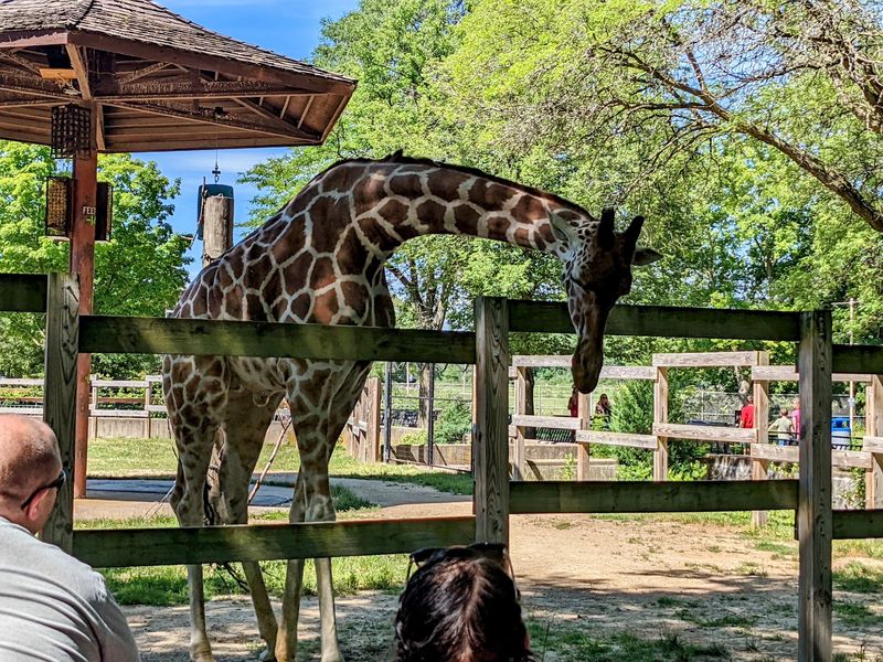 This Free Zoo In Wisconsin Lets Kids Ride A Century-Old Carousel - Decor Hint A Legacy Born From Generosity
