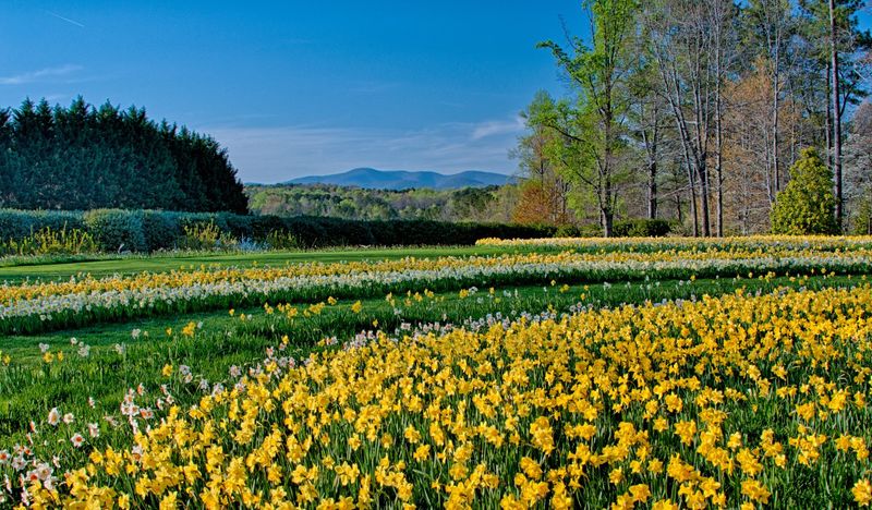 A Sea Of Yellow That Goes On Forever