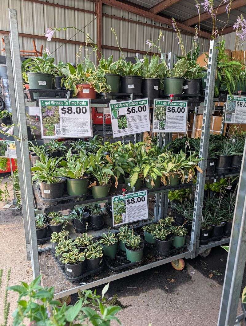 Wholesale Prices That Feel Like A Typo