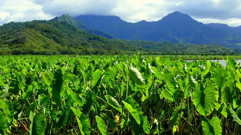 Taro Fields And Old Stories