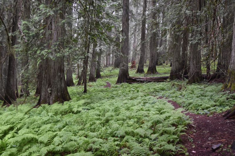 Walk Beneath Cedars That Were Already Old Centuries Ago