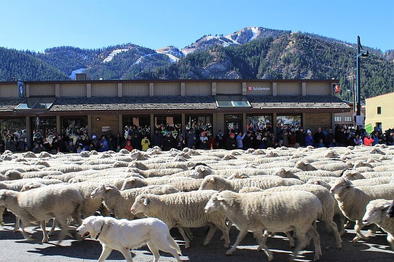 Claim A Main Street Spot Before 1,200 Sheep Come Through Town