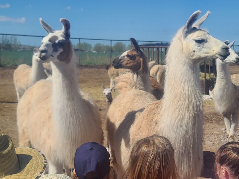 This Idaho Llama Ranch Lets You Take Your Own Pack Llama On A Wild Mountain Hike - Decor Hint Meet The Llamas Before Heading Into The Backcountry