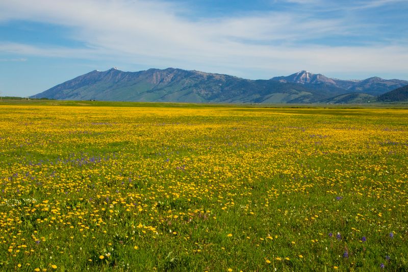 Walk Through Wildflower Meadows With Mountains Filling The Horizon