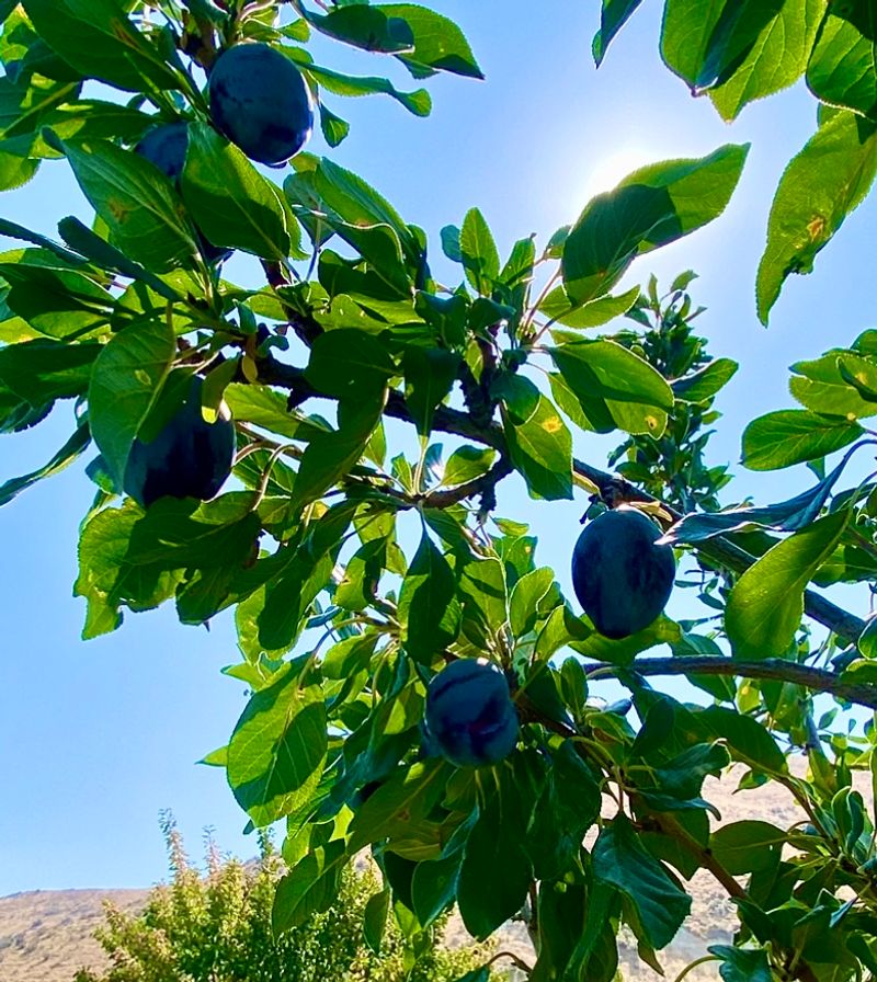 Pick Ripe Plums Straight From The Branches Before The Season Slips Away