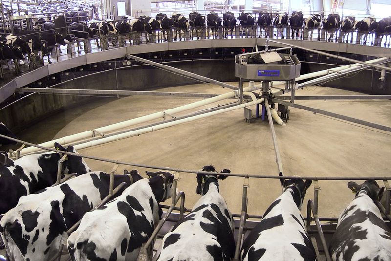 This Indiana Farm Destination Lets You Meet Animals, Explore Scenic Grounds, And Stay Overnight - Decor Hint Meet The Animals On The Dairy And Pig Farm Tours