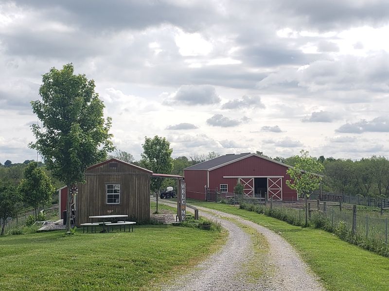 A Working Alpaca Farm With A Yarn Shop Attached