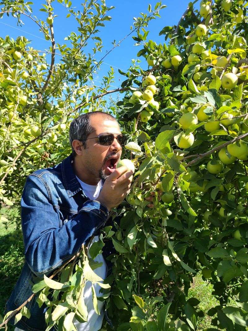Pick Your Own Apples Straight From The Orchard