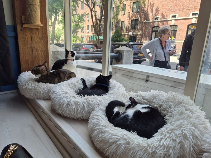 This New York Cat Café Serves Coffee With A Side Of Cuddles - Decor Hint A Cozy First Impression