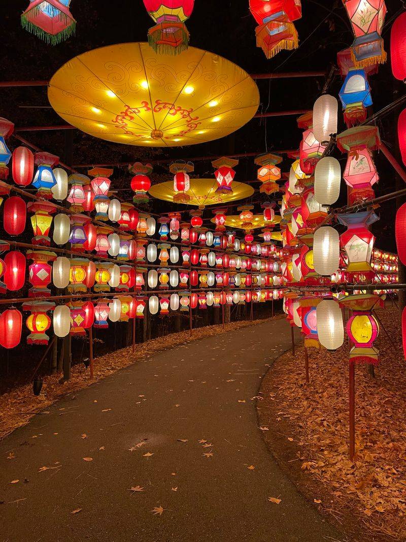 Walk Into A Glowing World That Feels Completely Different After Dark