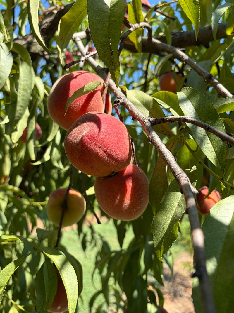 This North Carolina Farm Has Peach Picking, Flower Fields And Baby Highland Cows - Decor Hint Pick Peaches Straight From The Trees During The Summer Harvest
