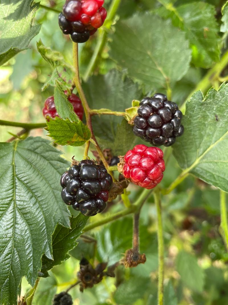Fill Your Basket With Thornless Blackberries Before Summer Ends