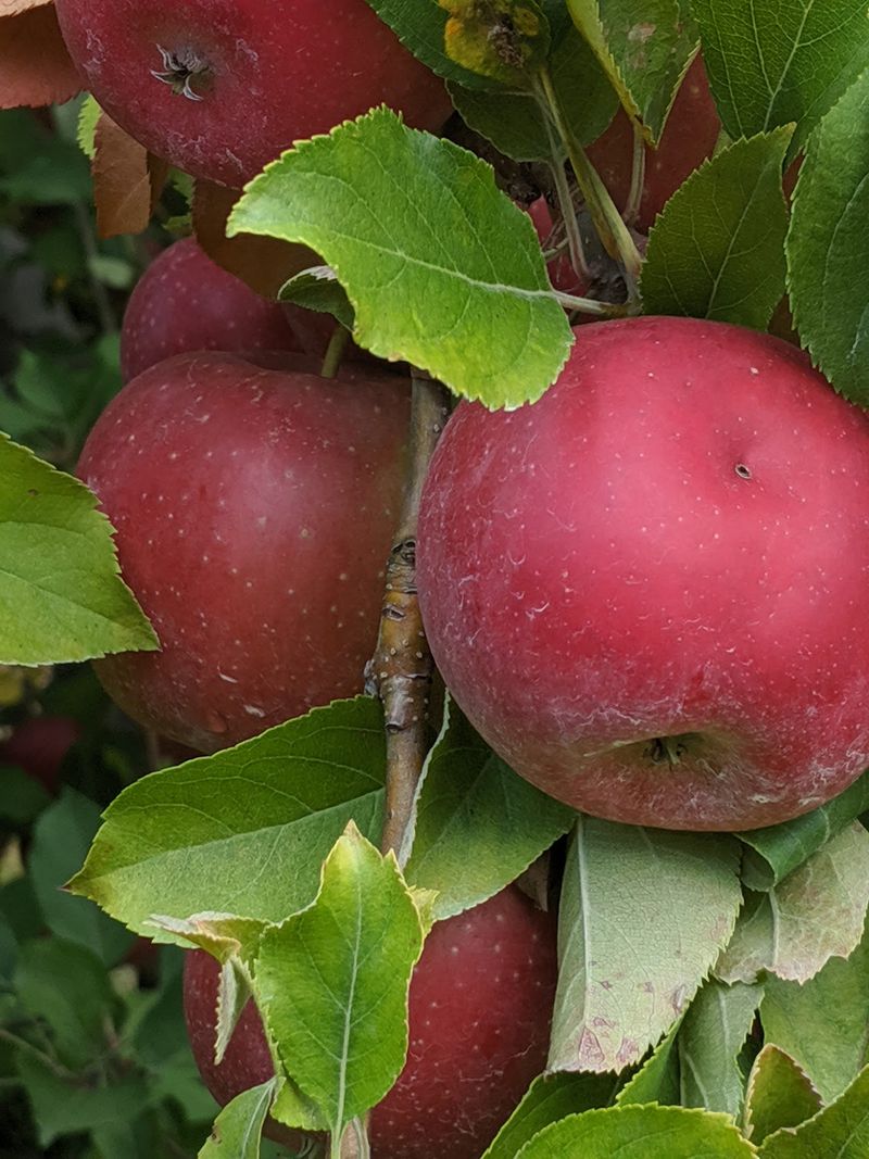 This North Carolina Orchard Lets You Pick Honeycrisp Gala And Fuji Apples Straight From The Trees - Decor Hint Pick Honeycrisp And Gala Apples Straight From The Orchard