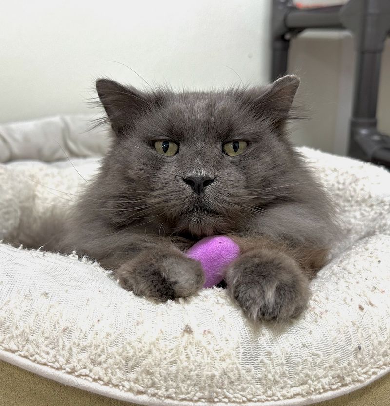 Meet Cats Who Found Safety After Losing Their Sight