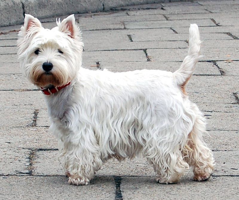 Meet Snow, Mooresville’s Newly Elected Dog Mayor