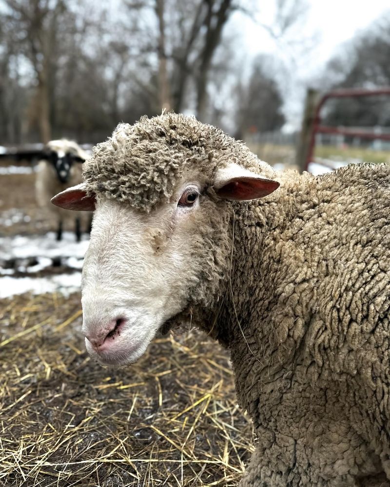 A Real Nonprofit Sanctuary, Not A Petting Zoo