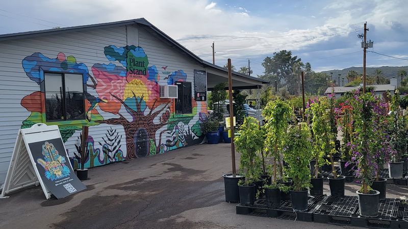 Roots Planted In A Swap Meet