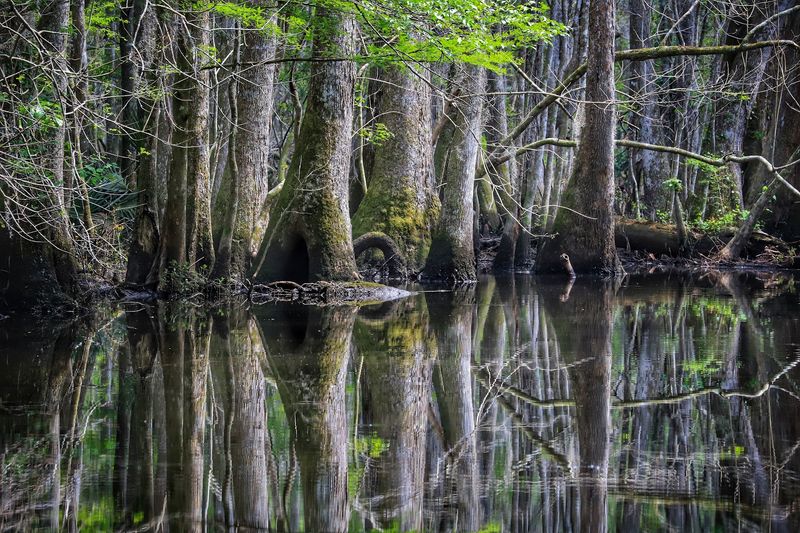 This South Carolina Swamp Tour Takes You Into A World Of Snakes And More - Decor Hint A Timeless Cypress Realm