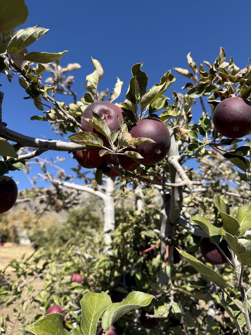 Labor Day Weekend Flips The Switch On Apple Season
