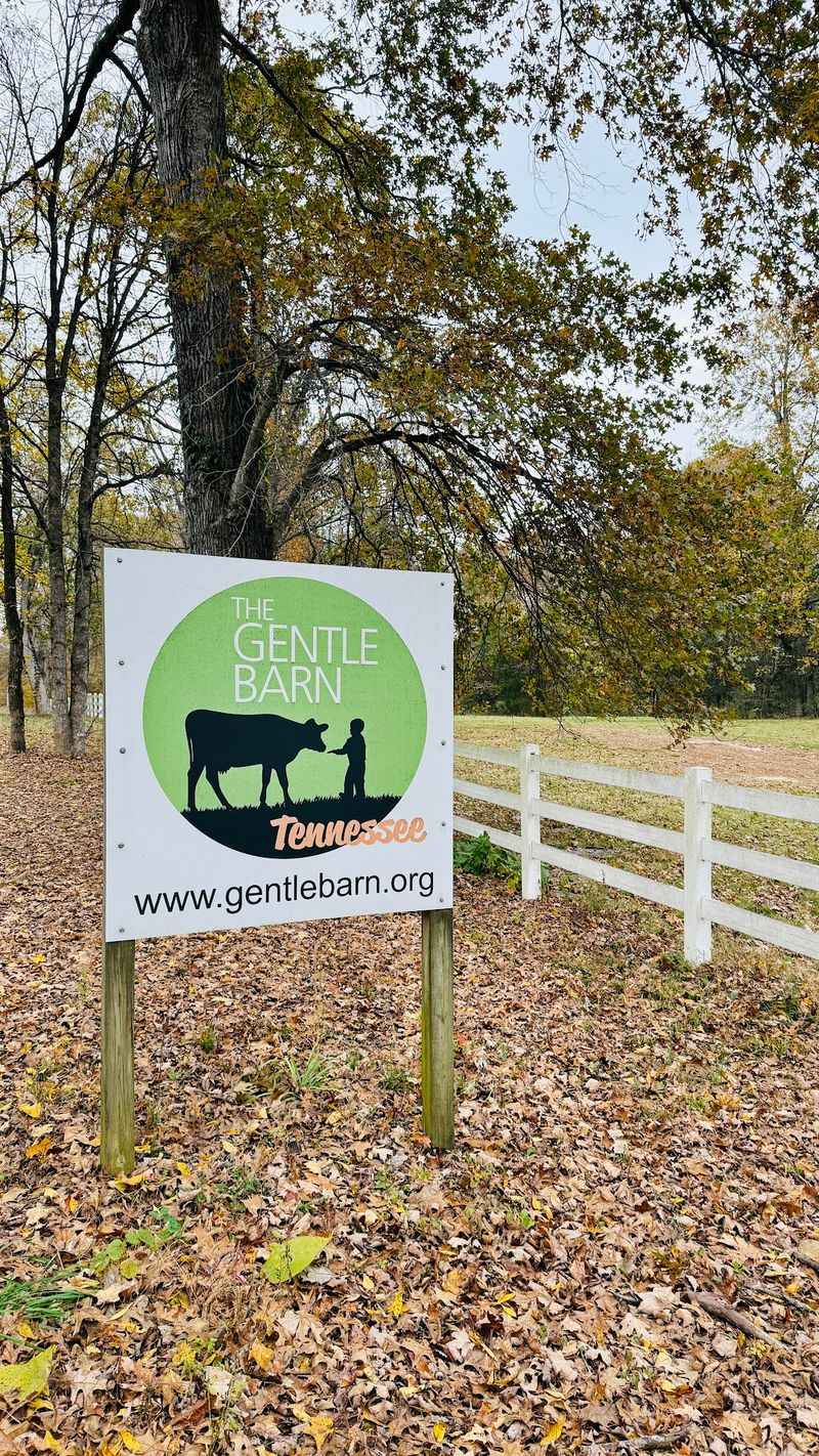 This Tennessee Animal Sanctuary Lets You Hug Cows And Cuddle Rescued Turkeys - Decor Hint Where Compassion Found Its Home