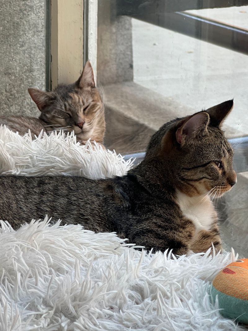 This New York Cat Café Serves Coffee With A Side Of Cuddles - Decor Hint A Community Built On Compassion