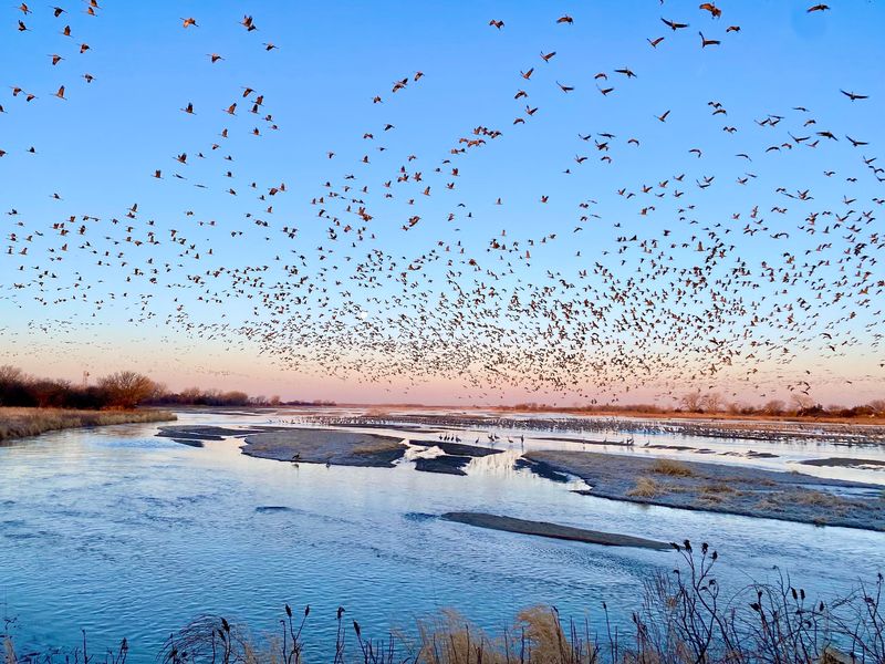 Watch Thousands Of Sandhill Cranes Fill The Sky At Sunrise