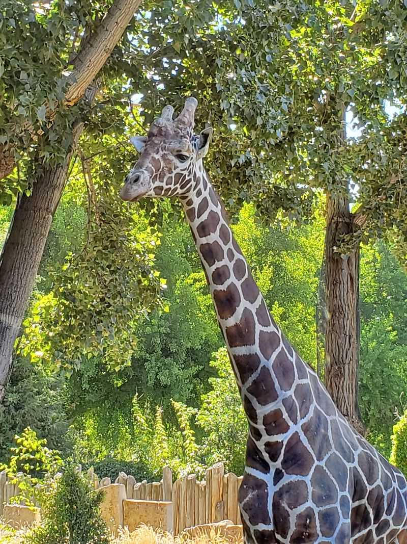 Giraffes Right Downtown