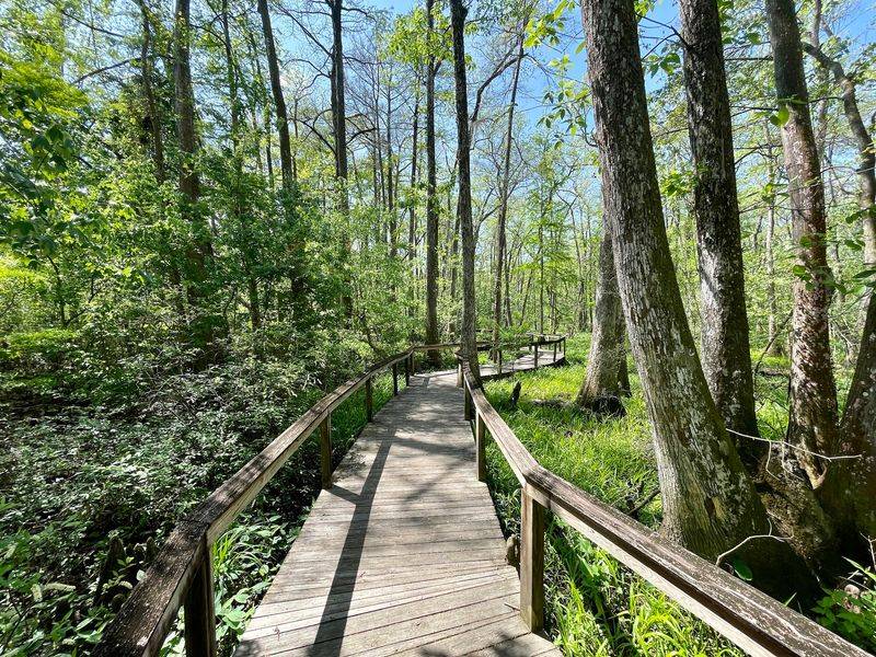 10 Louisiana Day Trips Featuring Swamp Boardwalks And Cajun Food Stops - Decor Hint BREC's Bluebonnet Swamp Nature Center, Baton Rouge