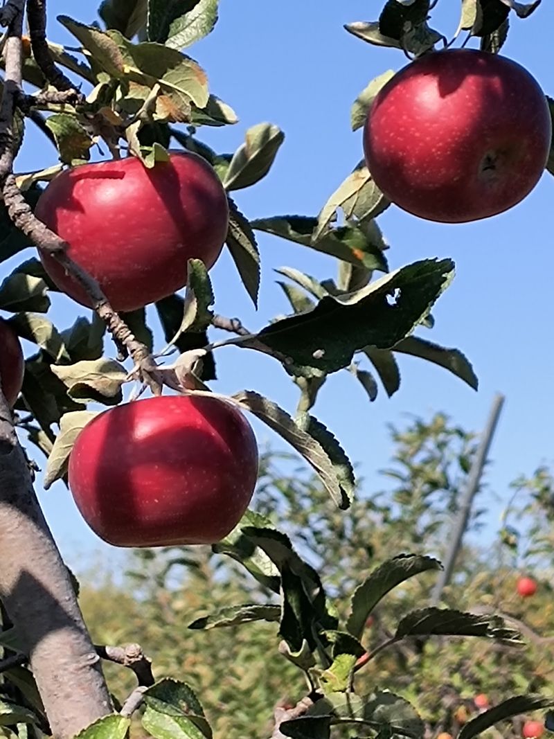 Pick Fresh Blackberries And Early Apples At This Nebraska Farm This August - Decor Hint What To Do With Your Haul