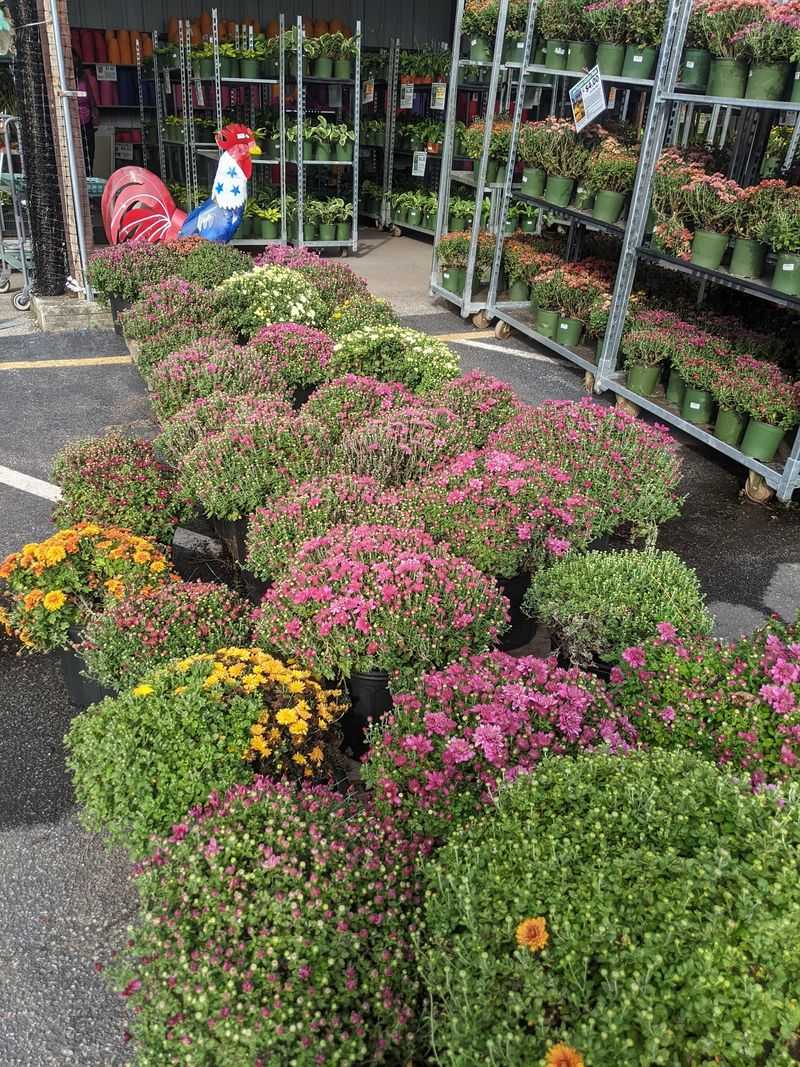 Seasonal Bulbs And Fall Surprises