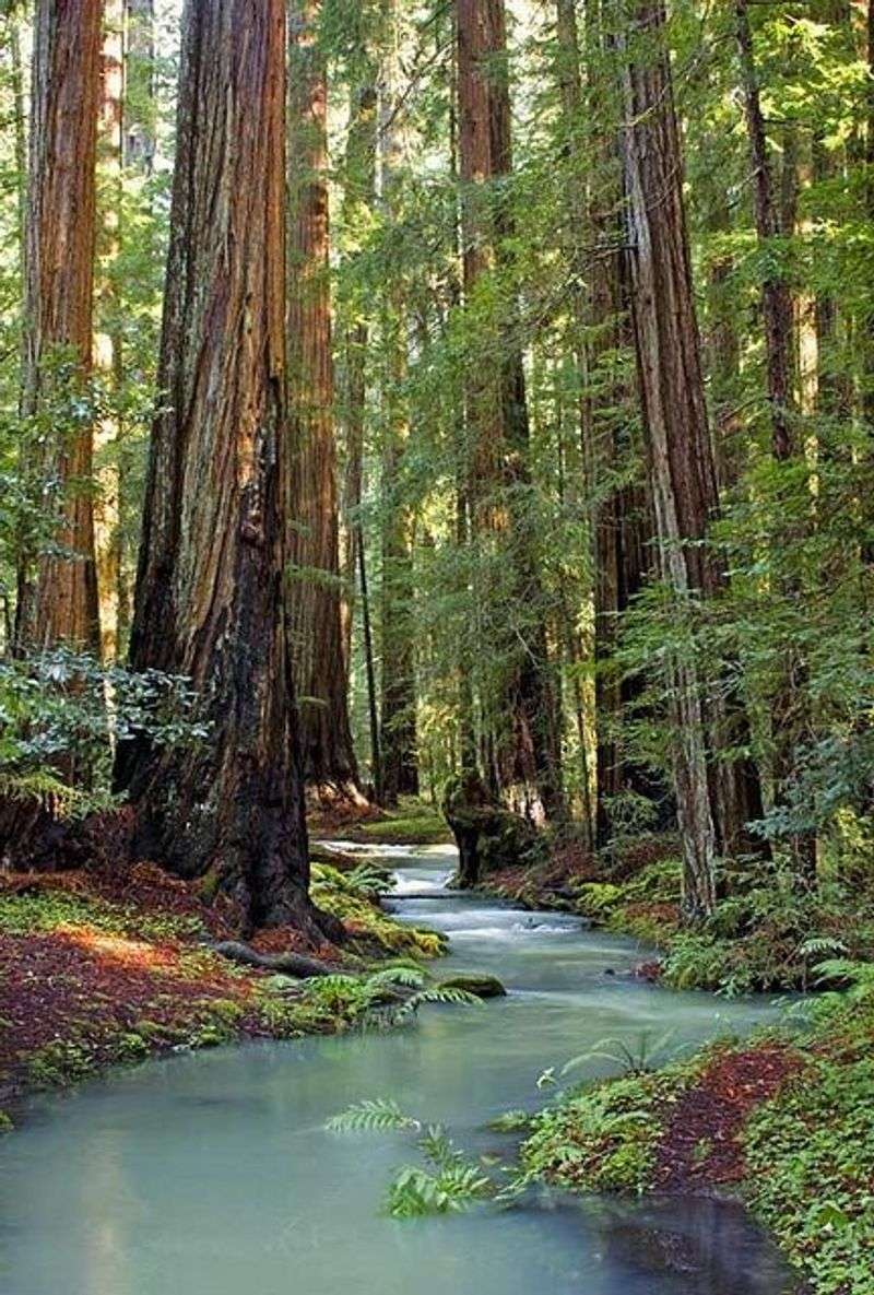 Montgomery Woods State Natural Reserve, Near Ukiah