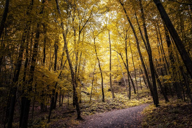 Tower Trail At Talcott Mountain State Park, Simsbury
