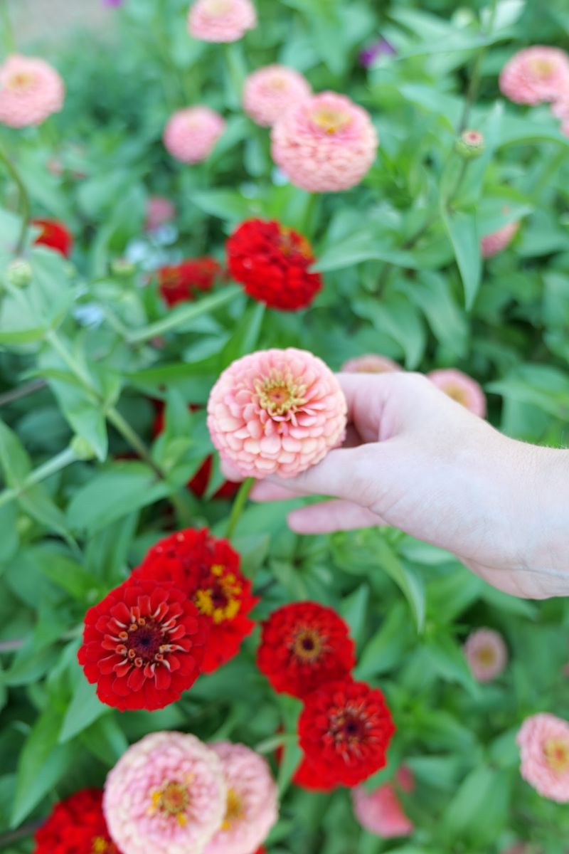 Cutting Your Own Wildflowers Before You Leave